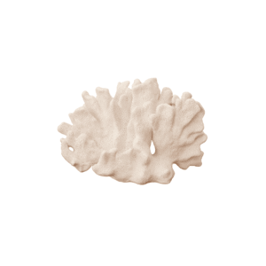 Coral Decorativo