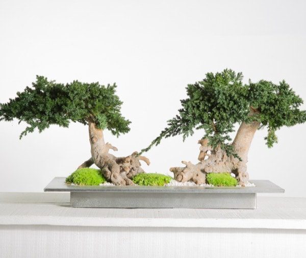 Bonsai Duplo
