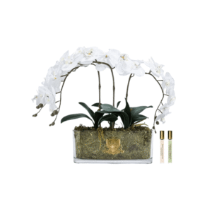 Flor Perfumada - Oval Orchids