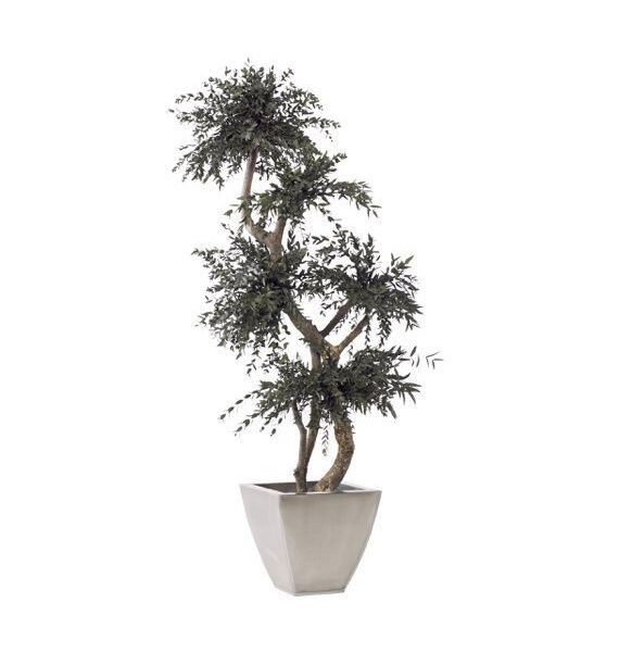 Topiary Parvifolia - 1,50 MT